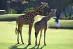 Golf : vp giraffe