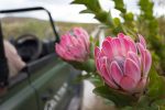 4x4 Flower safari: web-grootbos-experience-flower-safari-03