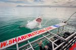 Hajsafari: web-grootbos-experience-shark-cage-dive-04