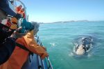 Valsafari Grootbos Sydafrika: web-grootbos-experience-whale-watching-boat-02