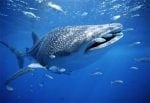 Kinasi Lodge: whale-shark-with-fish