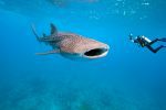 Tsara Komba: Whale shark Madagascar