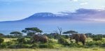 Elephants and Kilimanjaro