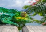 cameleon tsara komba