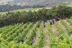 Steenberg Farm: Steenberg Vineyard