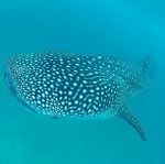 Pole Pole : whaleshark mafia