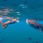 Pole Pole : whaleshark pole pole