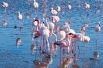 Dag 7.: Group of pink flamingos on the sea at Walvis Bay, the atlantic coast of Namibia, Africa.