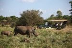 Dag 2. : Elsas-Kopje-activities-game-drive-rhino-sanctuary-white-rhino-with-baby-5