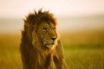 Lion-Image-at-Eagle-View-Mara-Naboisho-small