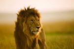 Grupp safari i Karen Blixens fotspår