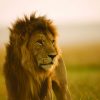 Grupp safari i Karen Blixens fotspår