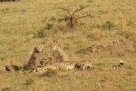 Dag 3 & 4.: safari karen blixen camp
