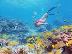 Alphonse Island upplevelser: snorkling seychellerna