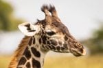 På savannen: Karen Blixen Camp, giraff