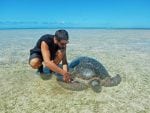 Alphonse Island upplevelser: turtle_alphonse