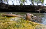 Matemwe Lodge: Turtle-profile-Matemwe-Excursion-Mnarani-marine-turtles-conservation-Kerry-de-Bruyn-LR