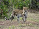 Dag 2. : Leopard Kenya