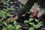 Treeplanting seedlings