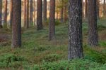 Dag 5. : Tree trunks in Swedish Lapland