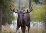 Sommar-safari i svenska Lappland