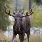 Summer safari in Swedish Lapland