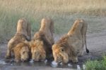 Entumoto safari-upplevelse: Se lejonen dricka vid vattenhålet