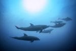 Souly ecolodge: souly-ecolodge-nature-dolphins-3