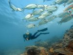 Benguerra Island dykning: benguerra-island-actvities-scuba-diving