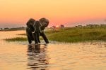 chobe ellie Botswana