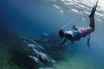 Anvil Bay: Vid Anvil Bay kan du snorkla med delfiner