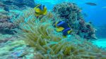 Anvil Bay: Dyk och snorkla vid orörda korallrev vid Anvil Bay Mozambique