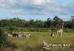 Safari Maputo Special Reserve: Se giraffer och zebror och andra vilda djur på safari i Mozambique