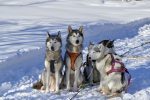 Missa inte ett hundslädesäventyr på Arctic Retreat