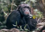 Rubondo Island Camp: Möte med schimpanser på Rubondo Island i Tanzania