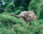 Rubondo Island Camp: Elefanter är ett av djuren du kommer se på Rubondo Island i Tanzania