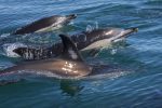 Sublime Comporta: Dolphin in the Algarve, Portugal