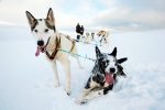 Dag 7. : Huskieäventyr på Svalbard