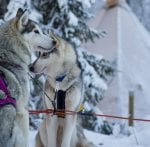 Aktiviteter Aurora Safari Camp: Hundsläde Aurora Safari camp Lappland