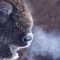 Safari blandt bisoner, havørne og dådyr ved Eriksberg, Blekinge