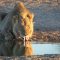 Lejon Kalahari sydafrika