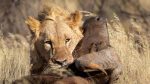 Upplevelser under din safari: kalahari_conservation_experience_south_africa__volunteer_working_with_wildlife_LION