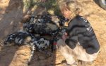 Upplevelser under din safari: workingwithwildlifewilddogs