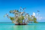 Fortsättning dag 3. : Mangrove Tree och Fegattfåglar i Sian Kaan nature reserve