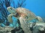 Dag 4. : Snorkla med sköldpaddor i Tulum