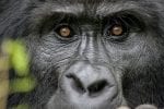 Safari med bergsgorillor i Rwanda