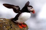 Fågellivet på Island: Lunnefåglar Island