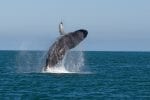 Djurliv på Island: Valshow utanför Husavik, Island