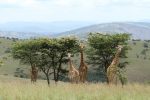 Dag 2 Ruzizi, Akagera: Akagera giraffes, plains, hills