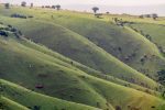 Dag 4 Ruzizi, Akagera: Akagera hills